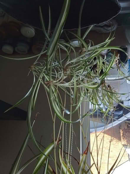 Photo of free Indoor plants (Watton IP25) #1