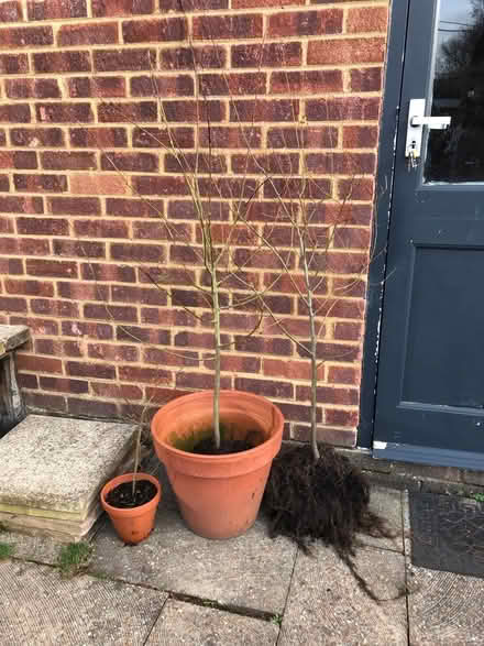 Photo of free Three saplings (willow?) (Frimley Green) #1