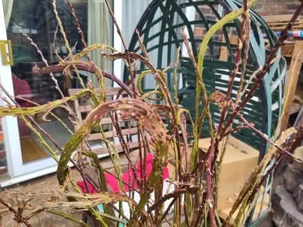 Photo of free Fantail willow branches (NW9) #1