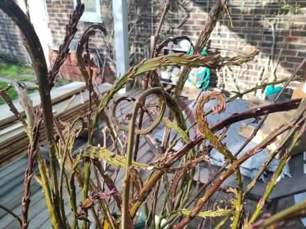 Photo of free Fantail willow branches (NW9) #2
