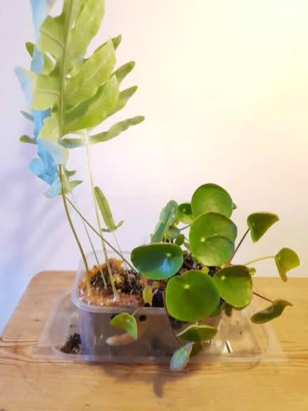 Photo of free 2 Houseplants (Bath & North East Somerset) #1