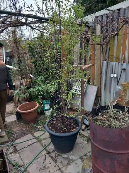 Photo of free Pittosporum tree (PO19) #1
