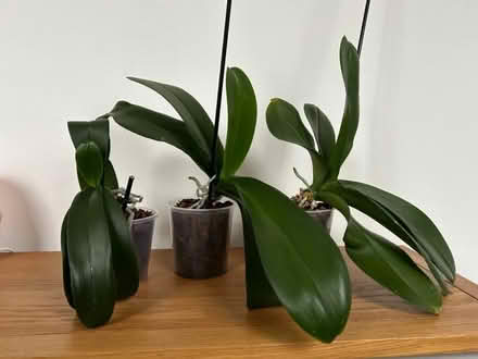 Photo of free 3 orchid plants (Tunbridge Wells N. TN1) #1
