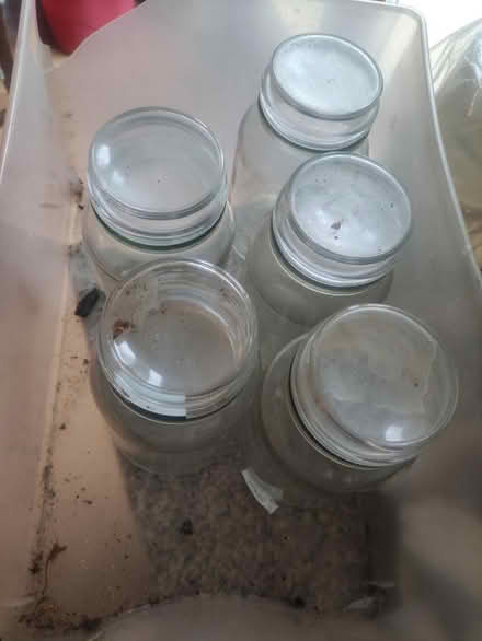 Photo of free Glass jug with cover (Bromham Road MK40) #1