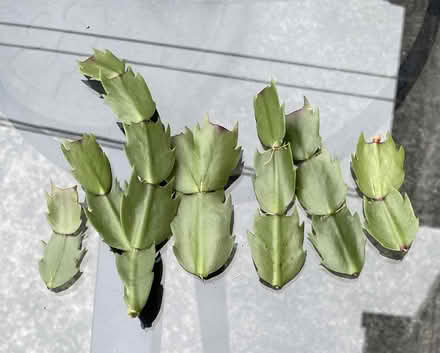 Photo of free Christmas cactus cuttings (Bloor Lansdowne) #1