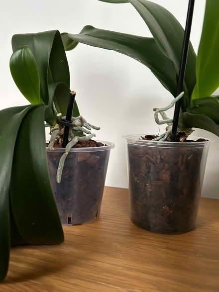 Photo of free 3 orchid plants (Tunbridge Wells N. TN1) #3