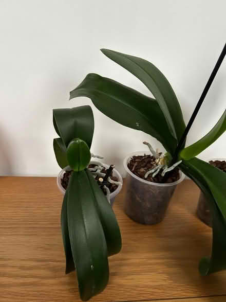 Photo of free 3 orchid plants (Tunbridge Wells N. TN1) #2