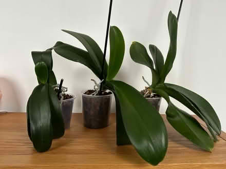 Photo of free 3 orchid plants (Tunbridge Wells N. TN1) #4