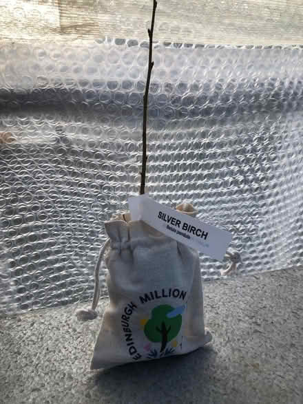Photo of free Tree sapling (Leith EH6) #1