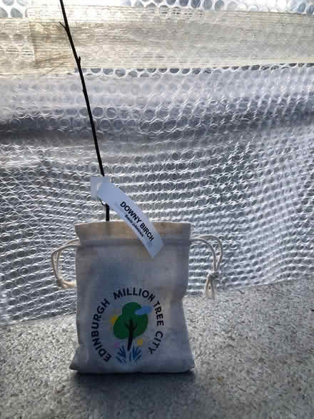 Photo of free Tree sapling (Leith EH6) #1