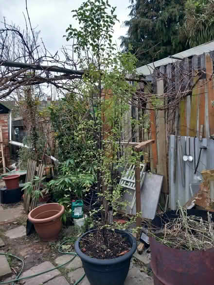 Photo of free Pittosporum tree (PO19) #2