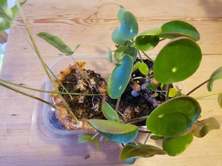 Photo of free 2 Houseplants (Bath & North East Somerset) #2
