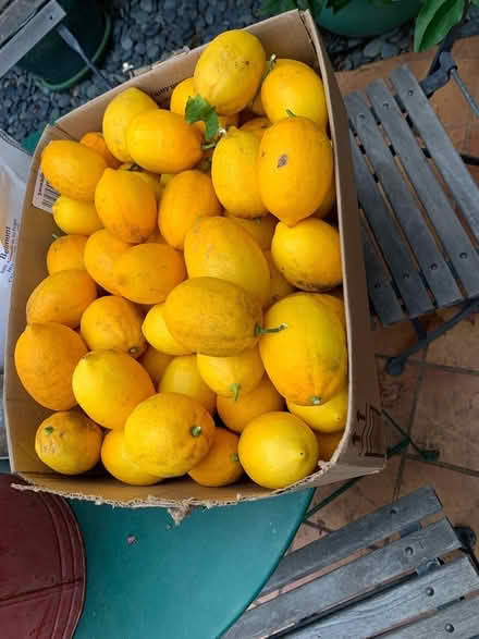 Photo of free box of meyer lemons (Willow Glen) #1