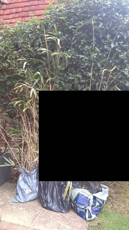 Photo of free 6'0" tall bamboo plants + planter (Seaford (off Alfriston Road)) #1