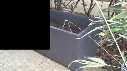 Photo of free 6'0" tall bamboo plants + planter (Seaford (off Alfriston Road)) #2