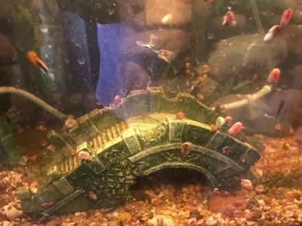 Photo of free Aquarium snails (Markham East) #2