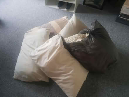 Photo of free Pillows (Edgeley) #1