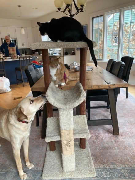 Photo of free Cat condo (Evanston, near Penny Park) #2