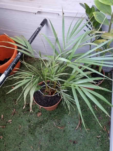 Photo of free 2 sick houseplants (Eltham) #1