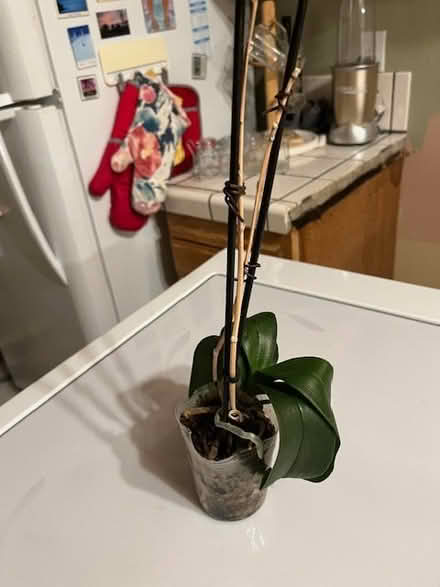 Photo of transplant my Orchid (C V near Canyon Middle School) #1