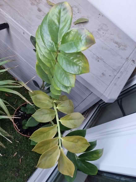 Photo of free 2 sick houseplants (Eltham) #2