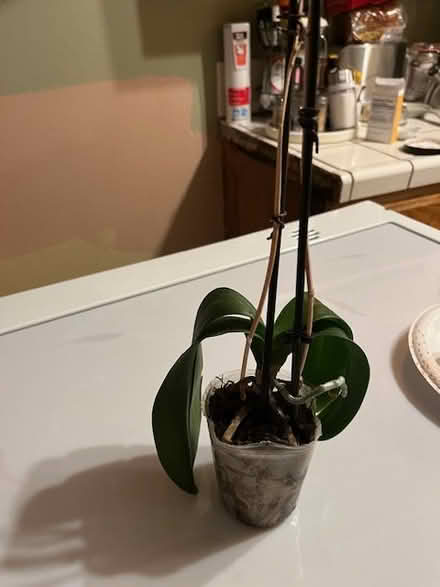 Photo of transplant my Orchid (C V near Canyon Middle School) #2