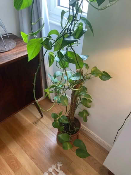Photo of free Devil’s Ivy - potted plant BIG (Twickenham TW1) #3