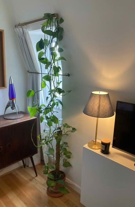 Photo of free Devil’s Ivy - potted plant BIG (Twickenham TW1) #1