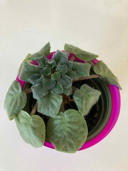 Photo of free Houseplants (West Petaluma) #3