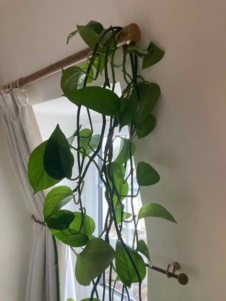 Photo of free Devil’s Ivy - potted plant BIG (Twickenham TW1) #2