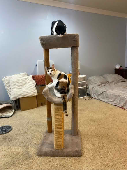 Photo of free Cat tree (North Decatur) #1
