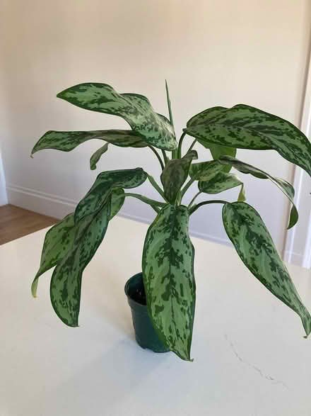 Photo of free Houseplants (West Petaluma) #2