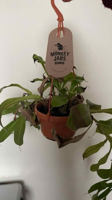 Photo of free Monkey jars plant (West Brompton, SW6) #1