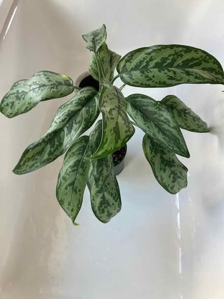 Photo of free Houseplants (West Petaluma) #1