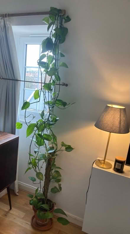 Photo of free Devil’s Ivy - potted plant BIG (Twickenham TW1) #4
