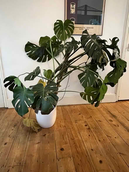Photo of free Swiss Cheese Plant (Wood Green) #1