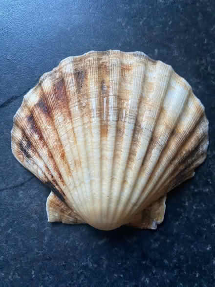 Photo of free Scallop shells (Bradford on Avon BA15) #2