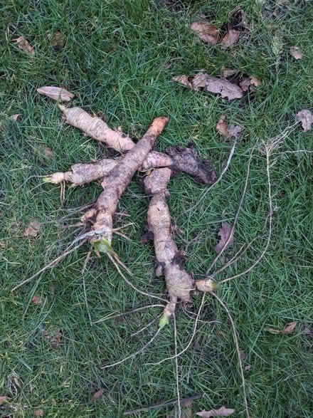 Photo of free bearded iris rhizomes 12+ (GU16) #1