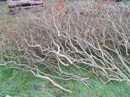 Photo of free Curly willow (Hazel Grove SK7) #1
