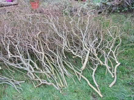 Photo of free Curly willow (Hazel Grove SK7) #2
