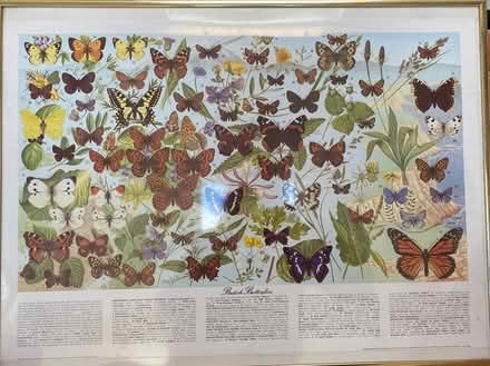 Photo of free British Butterflies Framed Print (Hales) #1