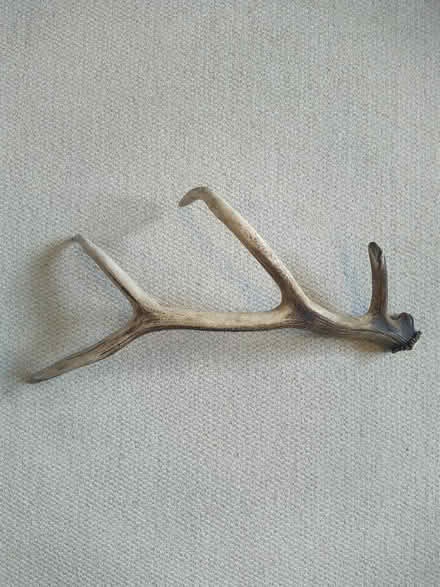 Photo of free Red deer antler (Baldock SG7) #1