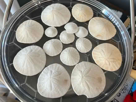 Photo of free Sand dollars (South Riding) #1