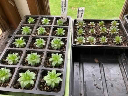 Photo of free Surplus plants (Triscombe TA4) #1