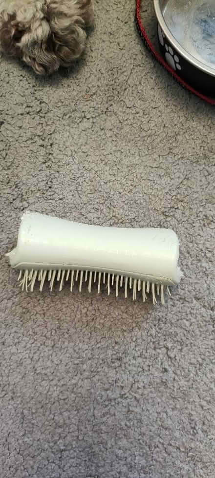 Photo of free Puppy items (Harborne B17) #2