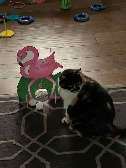 Photo of free Tiki theme party supplies (Capitol Hill) #2