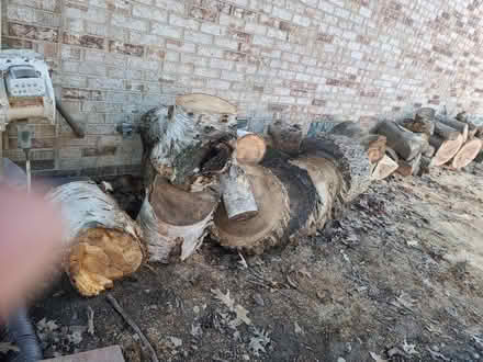 Photo of free wood! Maple, Oak, Birch (West Bloomfield) #1