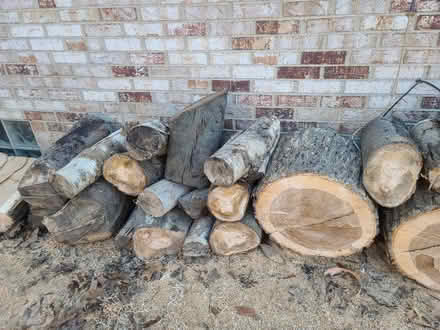Photo of free wood! Maple, Oak, Birch (West Bloomfield) #2