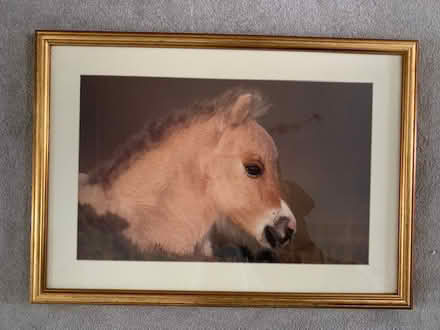 Photo of free Framed Foal Print (TW16) #1