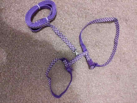 Photo of free Cat harness and extendable lead (Stirling FK9) #1